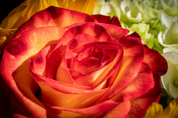 Red and Orange Rose Flower