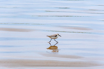 Sandpiper Running in the Surf