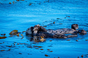 Sea Otter Floating in the Kelp