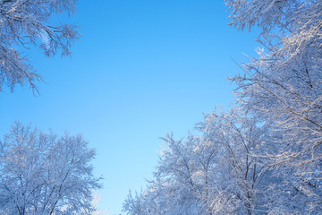 The sky and branches after the snow