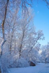Fototapeta premium Trees and ground after snow