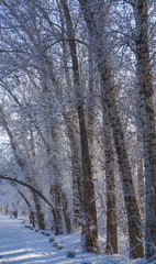 Trees in the park after snow
