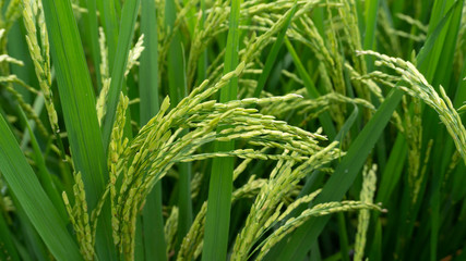 Fototapeta na wymiar Rice grains that are still green, appear to contain. Harvest season is coming soon, care must be more intensive
