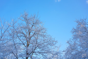 The sky and branches after the snow