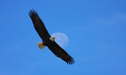 Eagle in flight against moon.