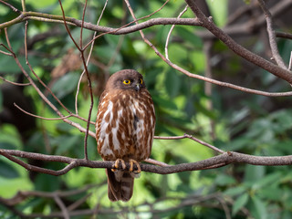 見張りをするフクロウ