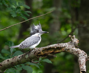 獲物を狙うヤマセミ