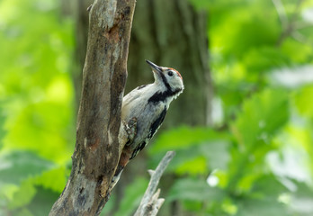 巣作りをするアカゲラ
