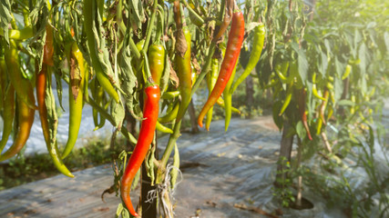 Chili cultivation, one of agriculture with good business value. Looks fertile with maximum care