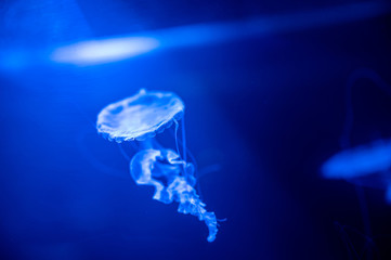 Small jellyfish floating in the water