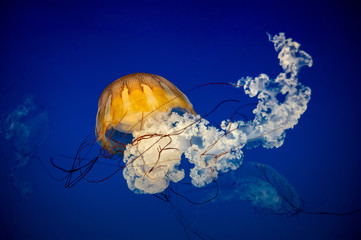 Small jellyfish floating in the water