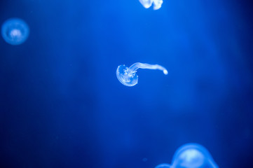 Small jellyfish floating in the water