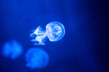 Naklejka na ściany i meble Small jellyfish floating in the water