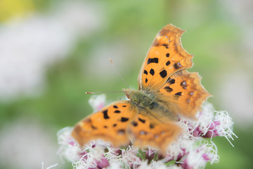 Obraz premium flower