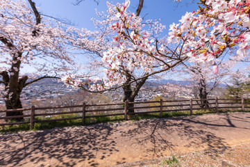 Obraz na płótnie Canvas 羊山公園の桜