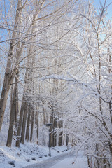 Riverside path after snow