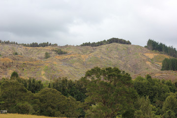 Fototapeta premium Logging and Deforestation