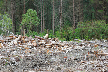 Logging and Deforestation