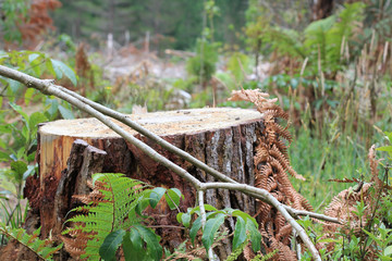 Logging and Deforestation