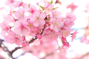 桜の開花イメージ