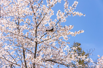 羊山公園の桜