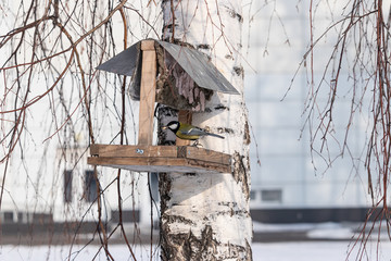 Parus major tit sits on the edge of a feeder with a seed in its