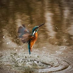 great blue heron in flight