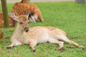 子鹿　夢うつつ