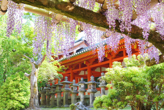 春日大社の藤