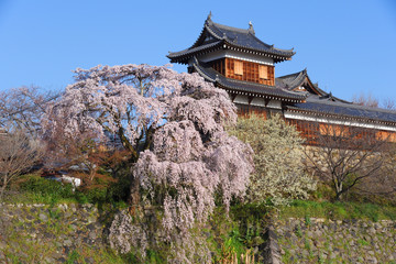 郡山城　枝垂桜