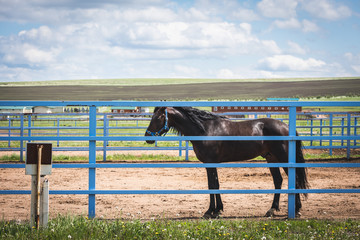 The racehorse awaits the start of the competition at the racetrack.