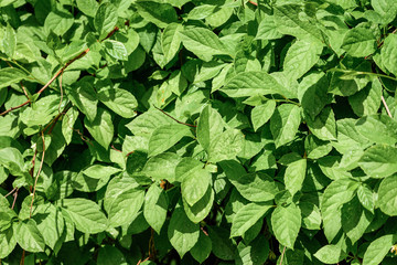 Green leaves of growing tree blossomed in the garden.