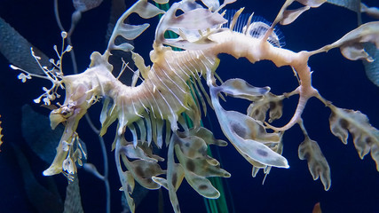 Dragon seahorse © CSheskayPhotos