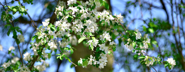 Apple tree