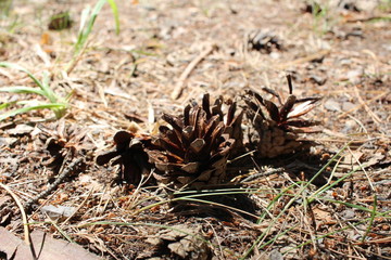 dry pine cones on the ground in the forest among the needles
