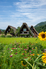 真夏の白川郷合掌造り集落