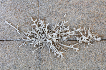 Snow on plants in winter