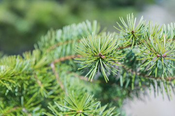 Close-up of needles on fir tree branch in forest in springtime