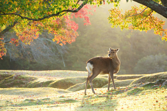 鹿とナンキンハゼ紅葉