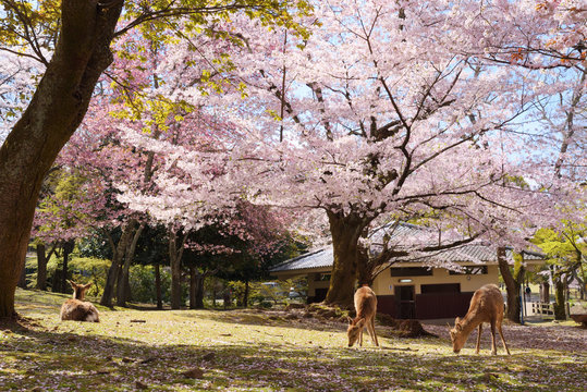春の奈良公園