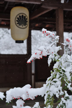 南天　雪化粧