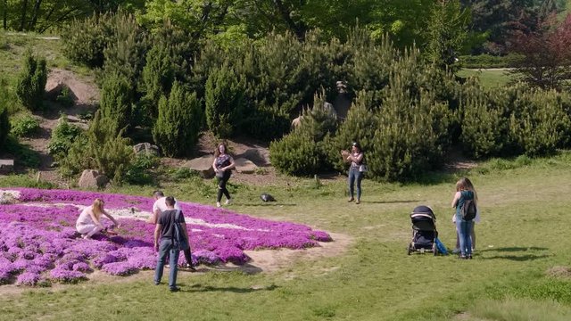 Group Of People Taking Pictures On The Beautiful Purple Flowers Landscape On A Sunny day In Netherlands -wide shot 