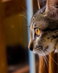 A cute cat in a cat shelter © PercyPics