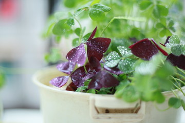 purple oxalis