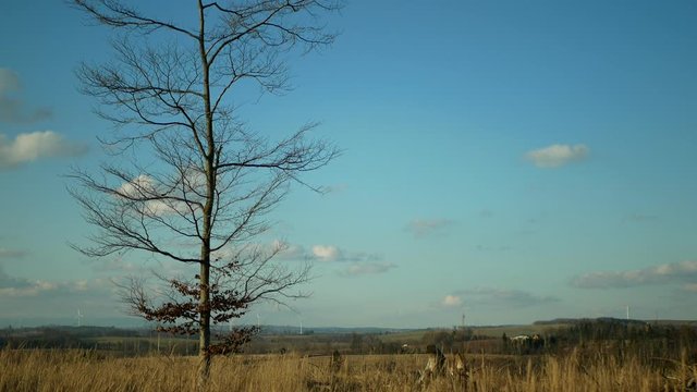 Bark wood beetle pest Ips typographus infestation, spruce bast tree infested attacked European spruce, making way wood larvae, clear cut calamity, independently growing last beech Fagus forest