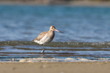 Bar-tailed Godwit in New Zealand