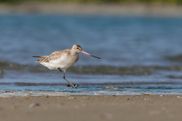 Bar-tailed Godwit in New Zealand