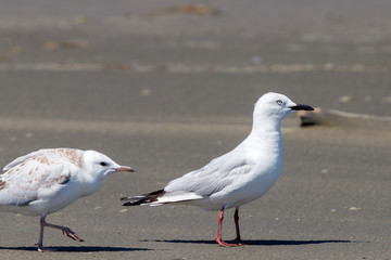 Black-billed Gull Endemic to New Zealand