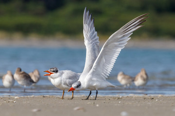 Fototapeta na wymiar Caspian Tern in New Zealand
