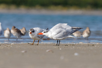 Caspian Tern in New Zealand